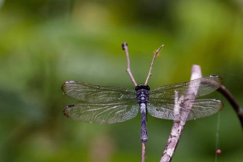 Hadrothemis infesta
